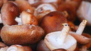 Giá trị dinh dưỡng và hiệu quả của nấm shiitake