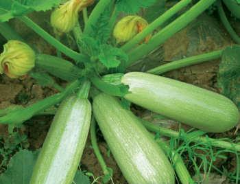 Giá trị dinh dưỡng và hiệu quả của Zucchini